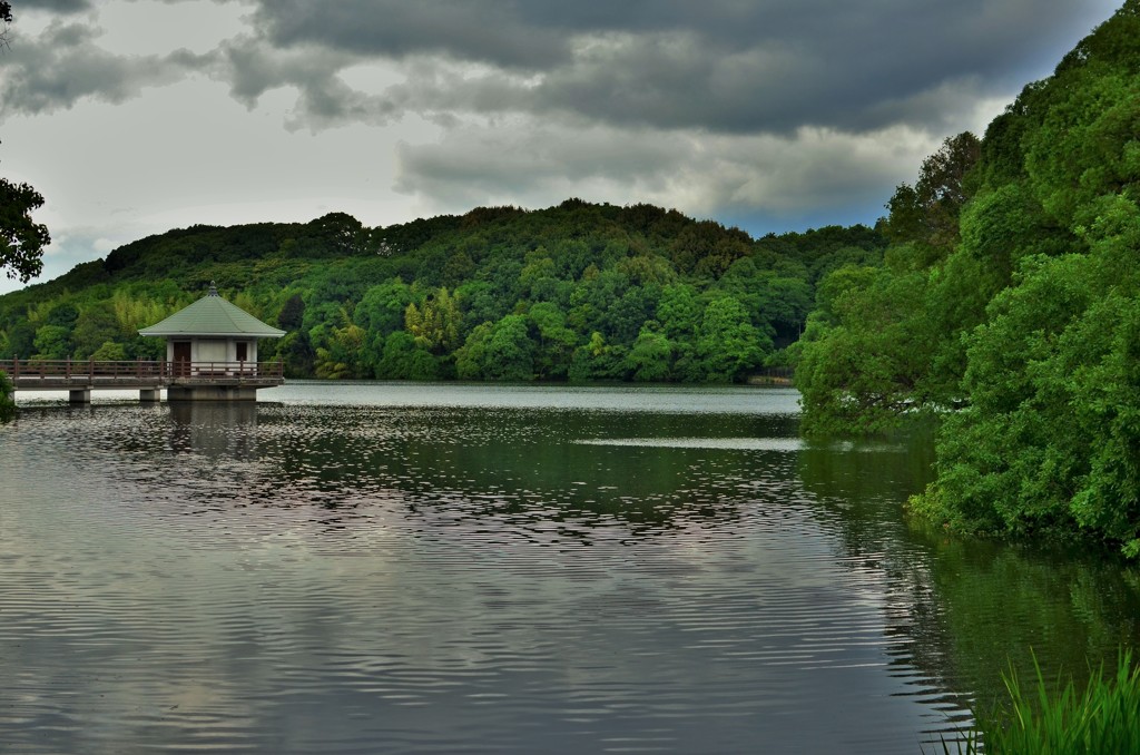 曇天の池