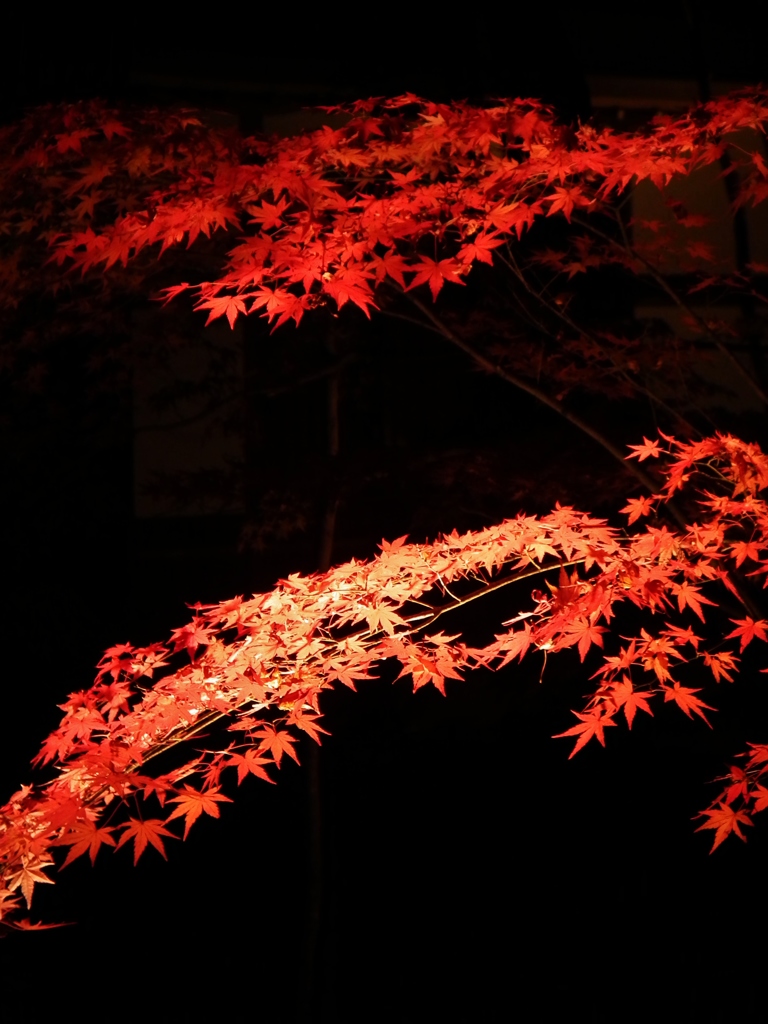 夜紅葉