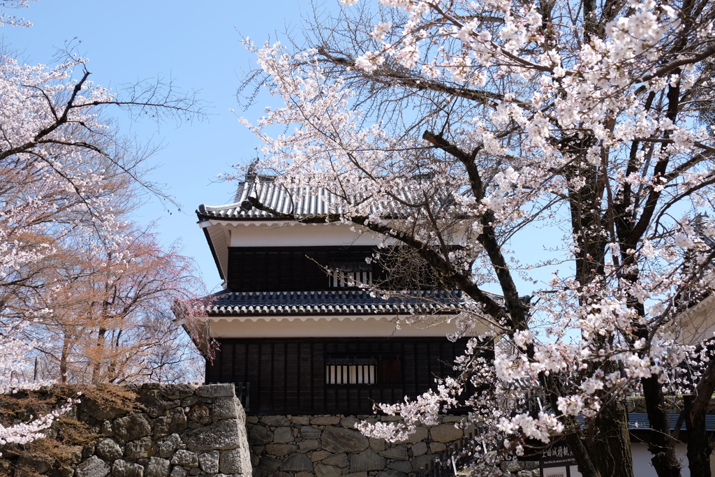桜額
