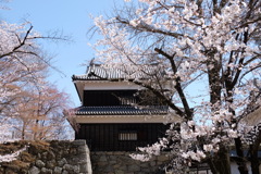 桜額