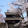 桜額