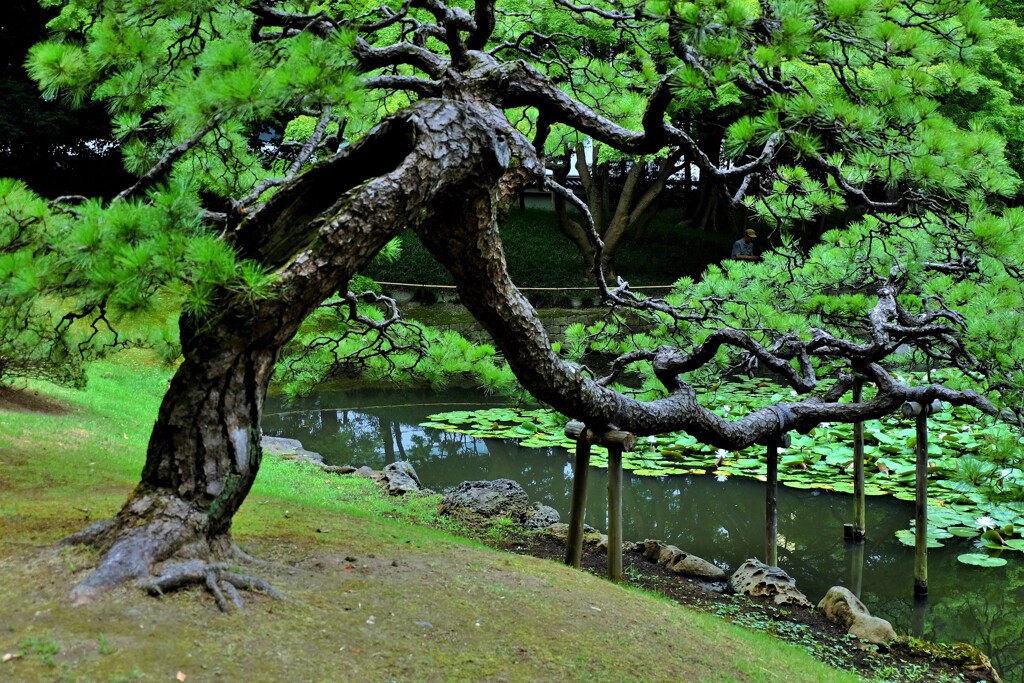 長い黒髪