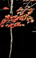 夜紅葉