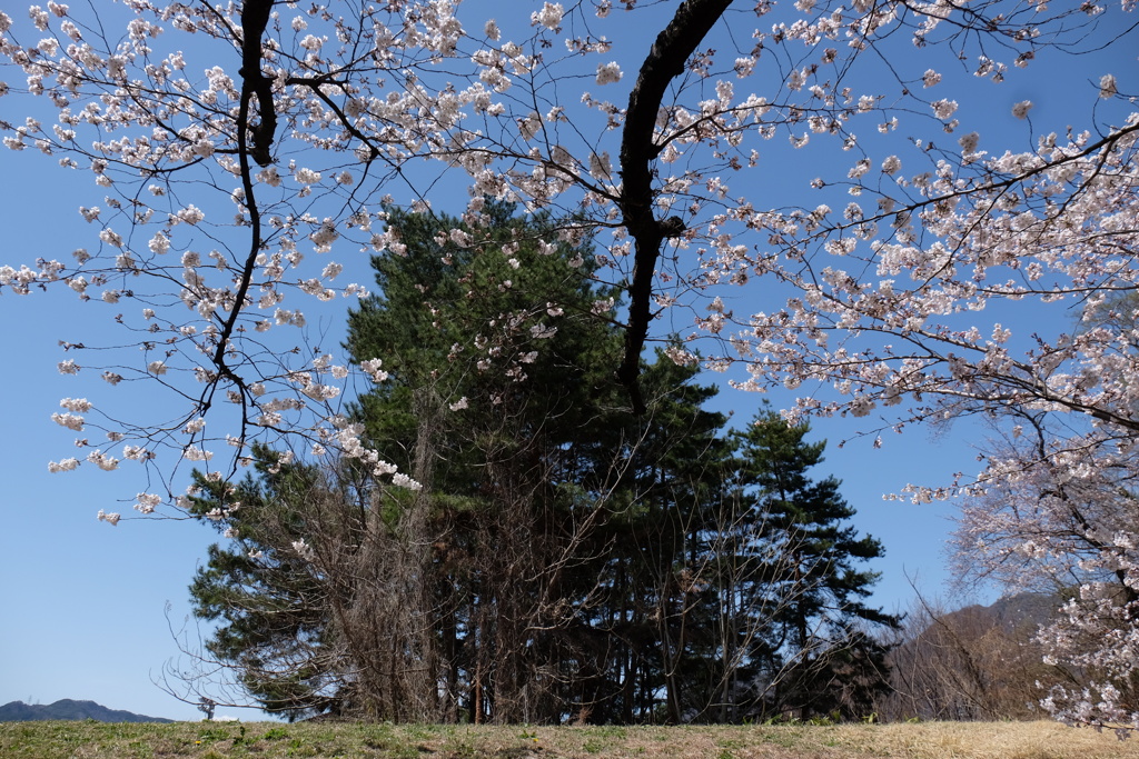大木に桜