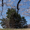 大木に桜