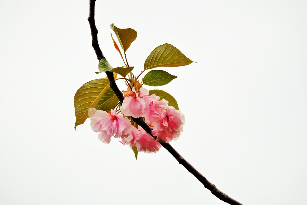 ’１８桜