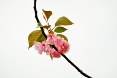 ’１８桜