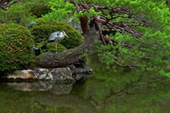 浮島の鳥