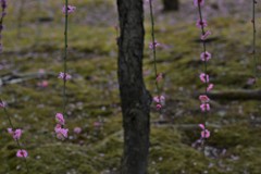 寂び枝垂れ