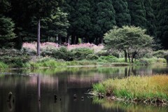 秋の春色