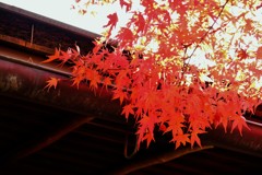 紅