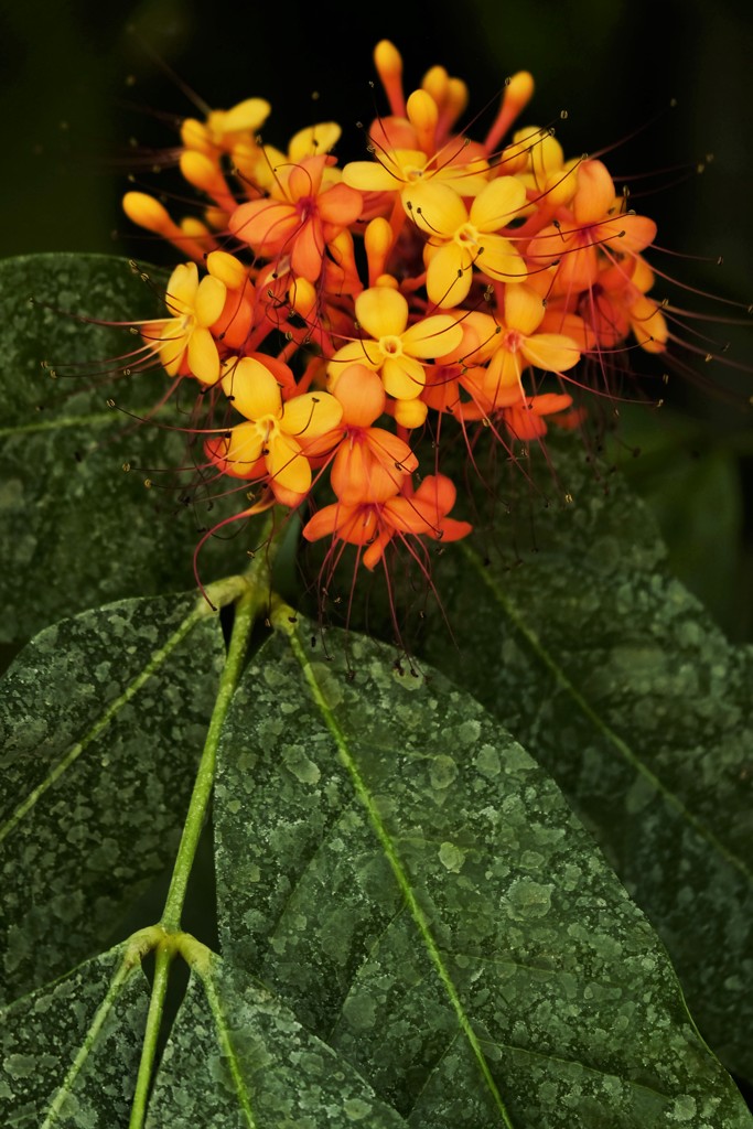 小花