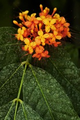 小花