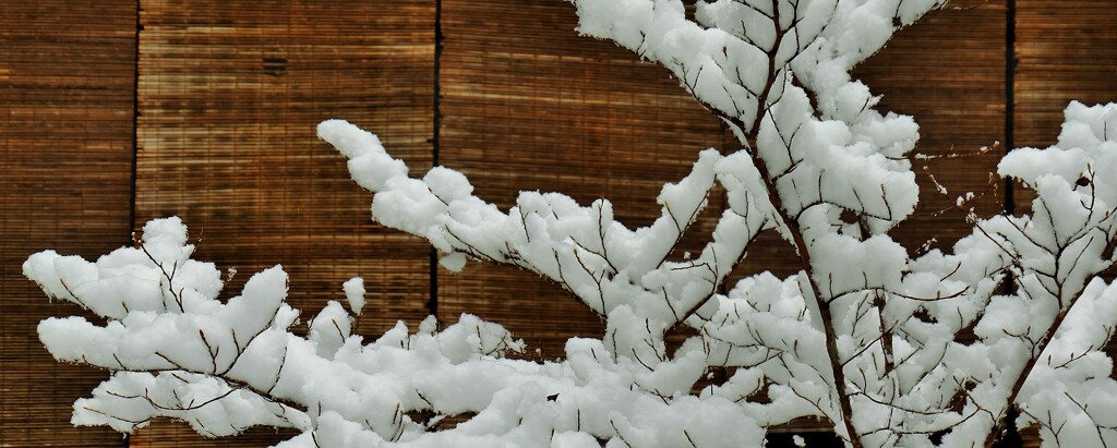 雪の花
