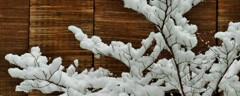 雪の花