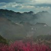 霧の梅園