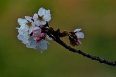 枝先