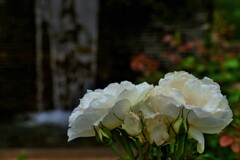 初夏の白