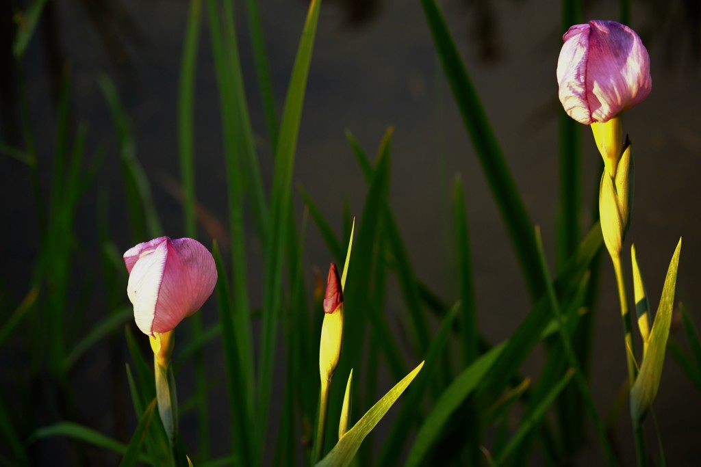 夕日
