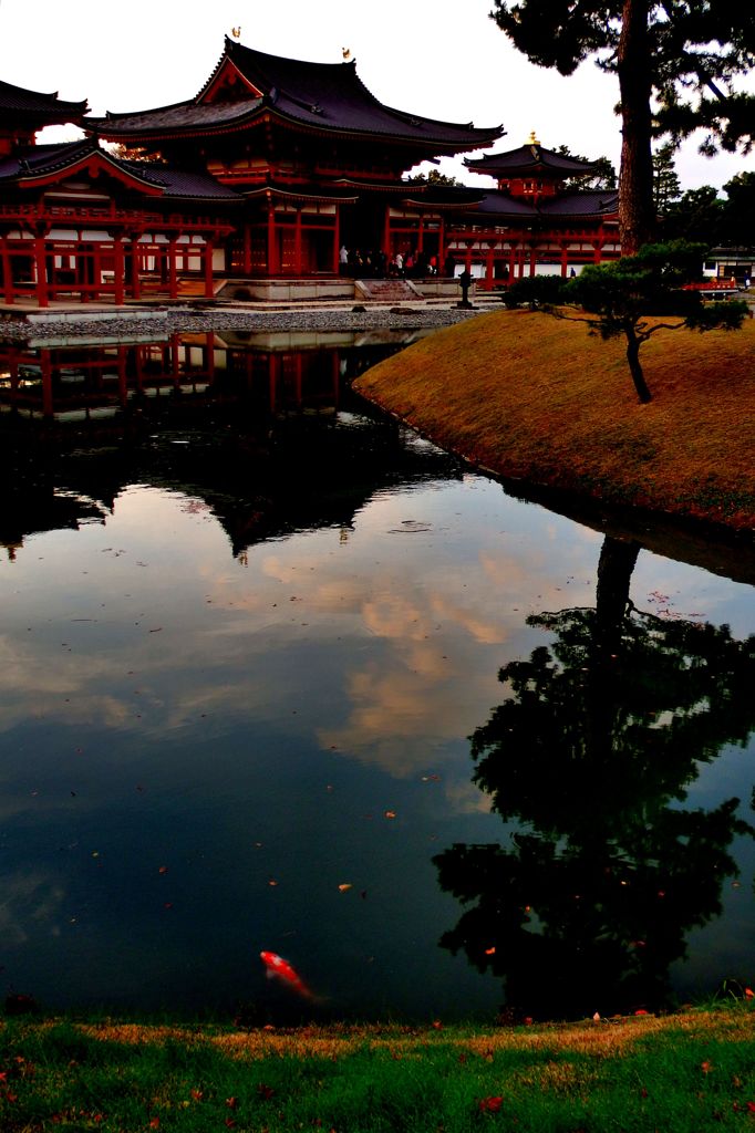 池の鯉