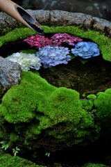 手水紫陽花