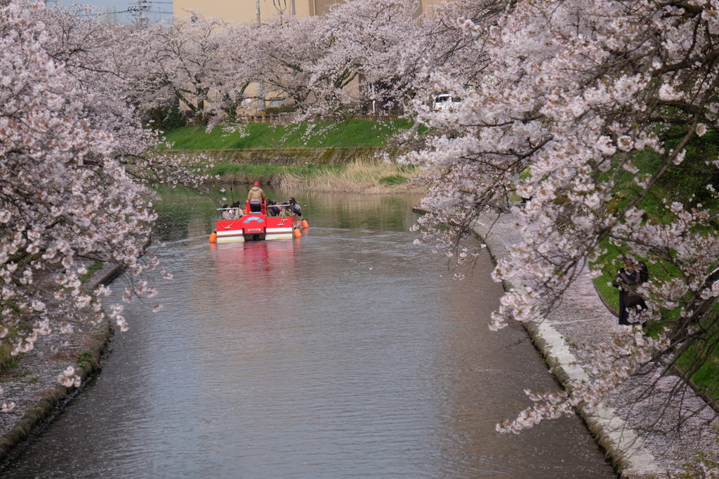 桜愛でる川