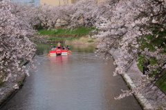 桜愛でる川