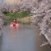 桜愛でる川