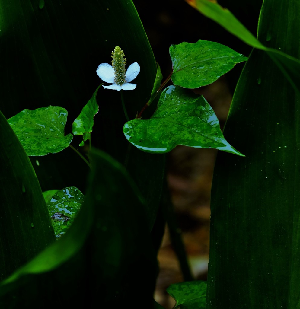 雨後