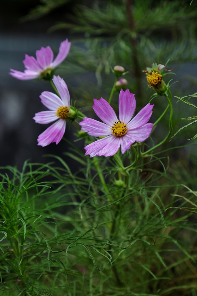 野草の華