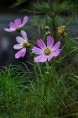 野草の華