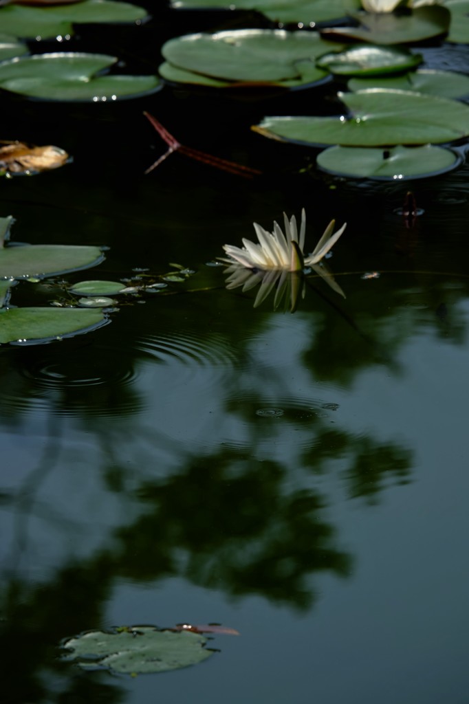 水没花