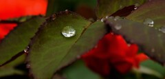 水玉