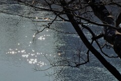 陽だまり
