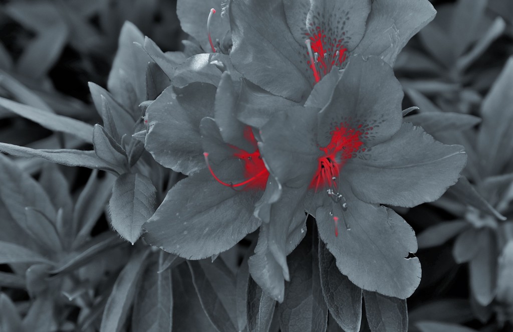 花芯