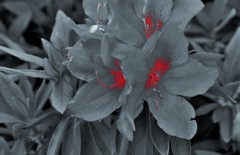 花芯