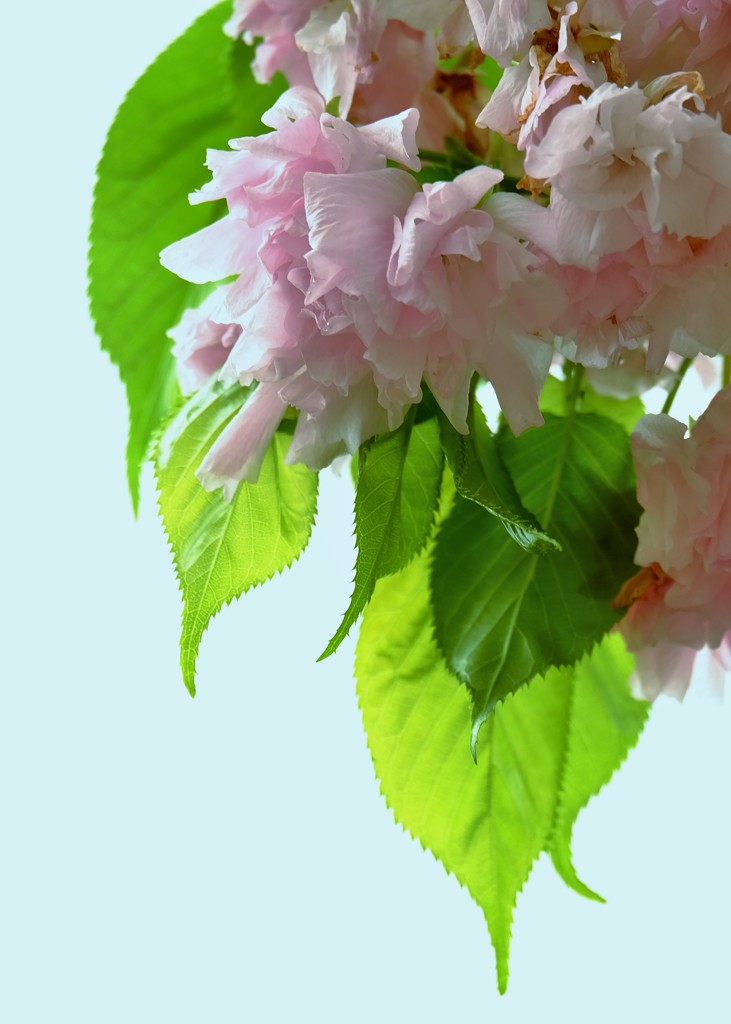 ’１８桜