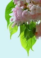 ’１８桜