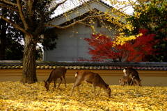 鹿たちの餌場