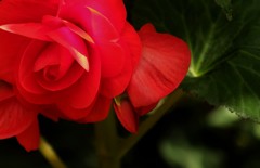 赤い花