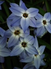 秘かな花