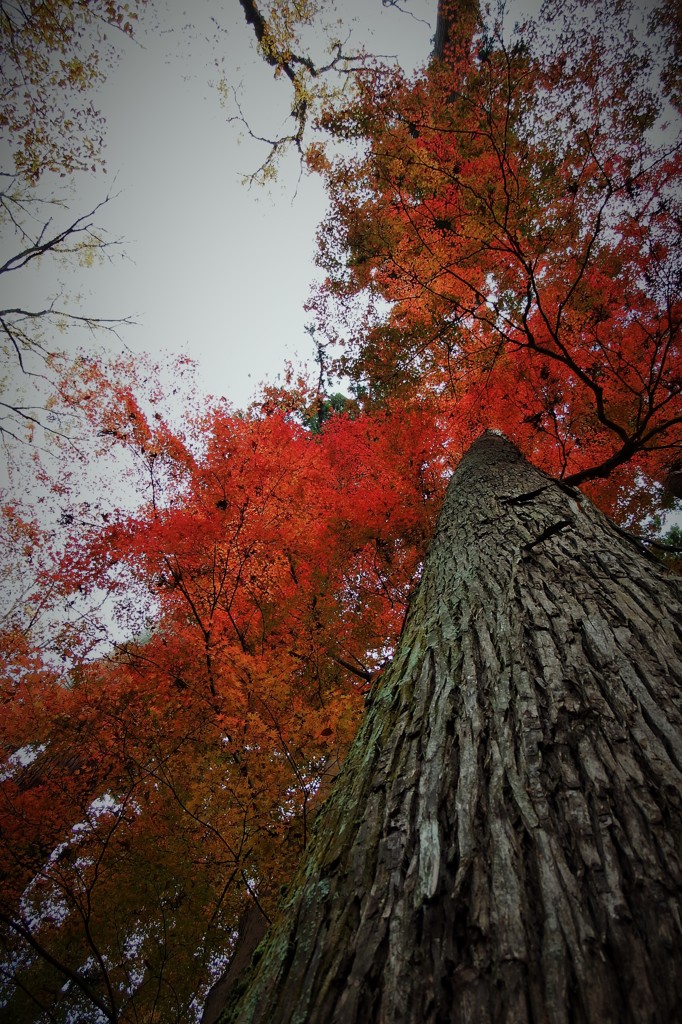 高木紅葉