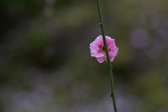 後姿