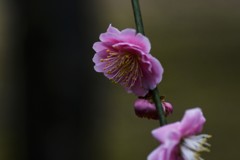 匂い立つ