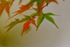 細身