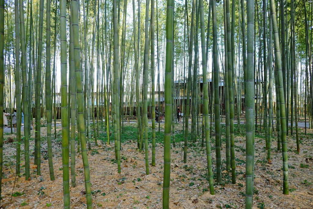 竹林よりの景