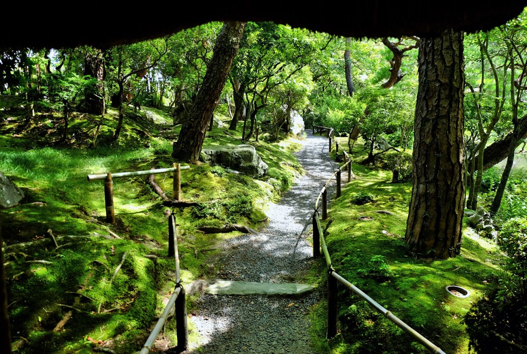 苔萌ゆる