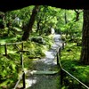 苔萌ゆる