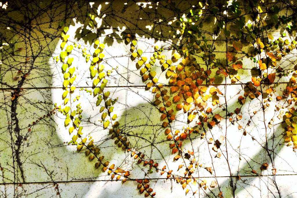 描影