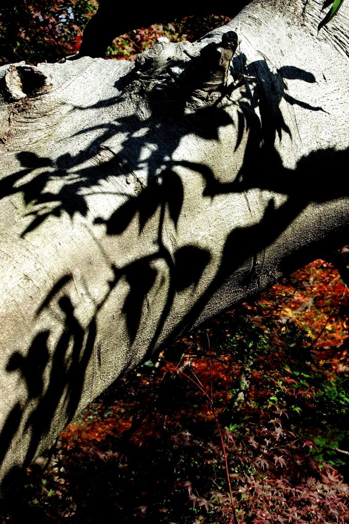 紅葉影